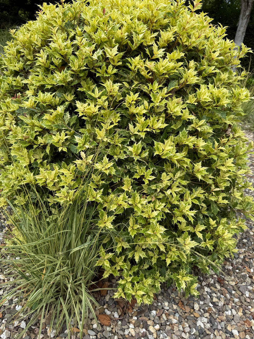 Bonte Schijnhulst - Osmanthus Heterophyllus 'Goshiki'