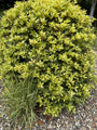 Bonte Schijnhulst - Osmanthus Heterophyllus 'Goshiki'