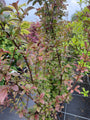 Sneeuwbal - Viburnum x bodnantense 'Dawn'