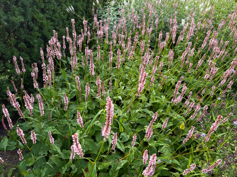 Adderwortel / Duizendknoop (Roze, Hoogte 60-80 cm) - Persicaria bistorta
