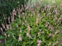 Adderwortel / Duizendknoop (Roze, Hoogte 60-80 cm) - Persicaria bistorta