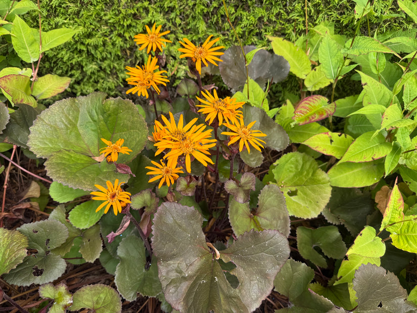 Kruiskruid - Ligularia dentata