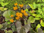 Kruiskruid - Ligularia dentata