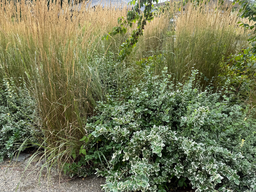 Wit bonte Japanse kardinaalsmuts - Euonymus fortunei 'Emerald Gaiety'