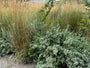 Wit bonte Japanse kardinaalsmuts - Euonymus fortunei 'Emerald Gaiety'