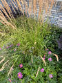 Biologisch Struisriet - Calamagrostis x acutiflora 'Karl Foerster'