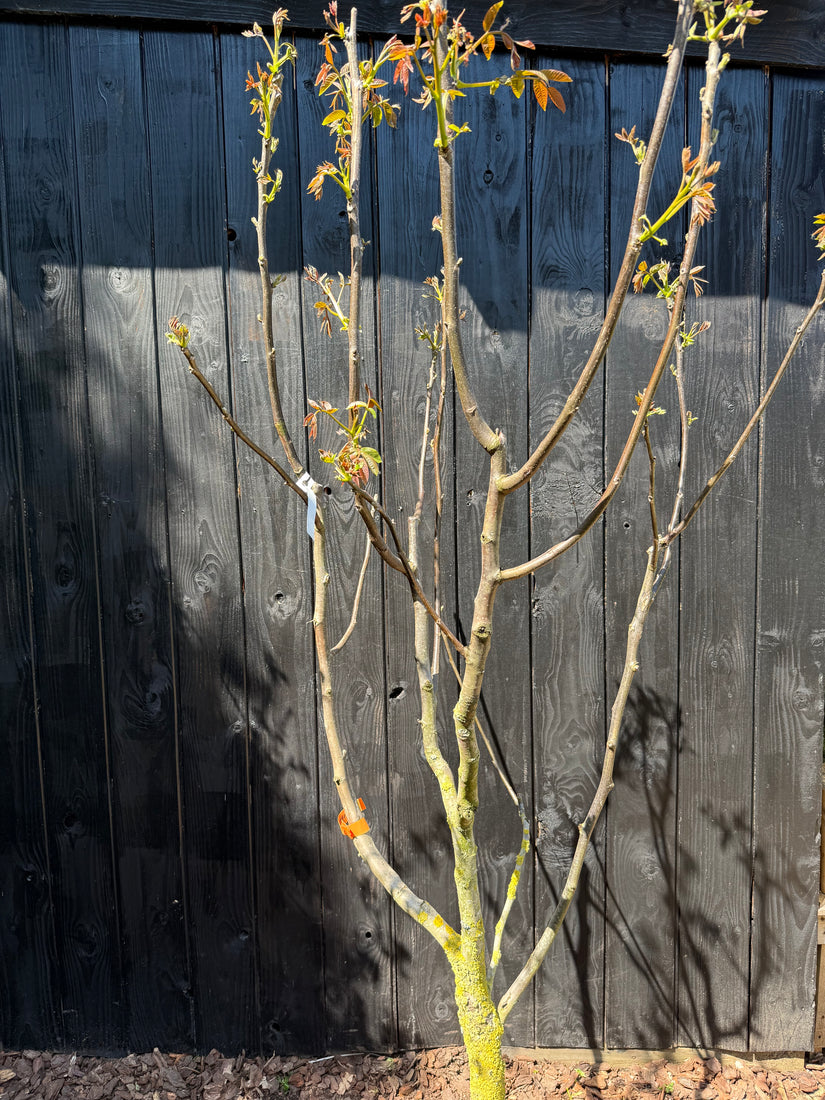Walnootboom - Juglans regia 'Buccaneer' Meerstammig of zuilvorm