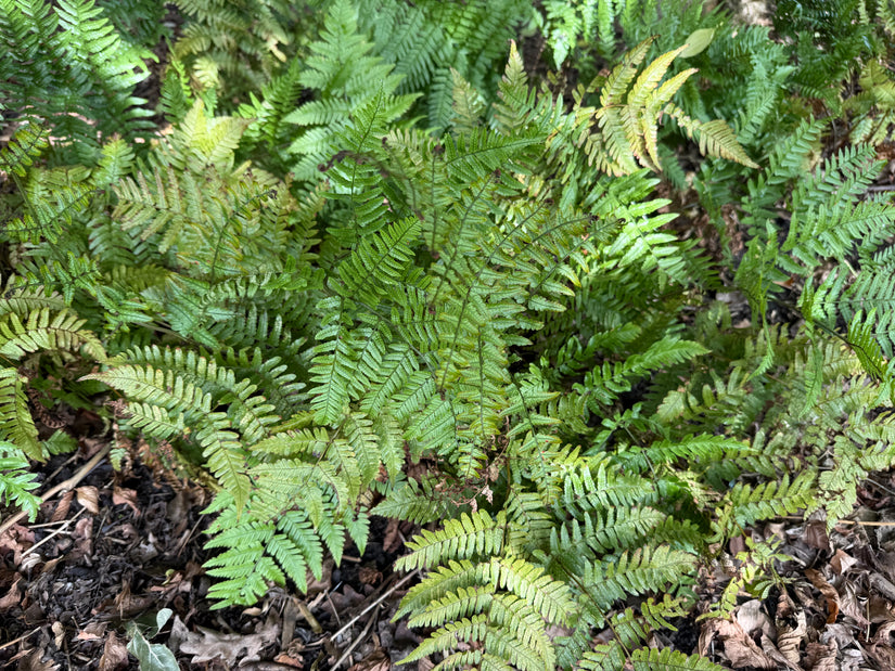 Herfstvaren (Bladhoudend) - Dryopteris erythrosora