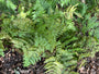 Herfstvaren (Bladhoudend) - Dryopteris erythrosora