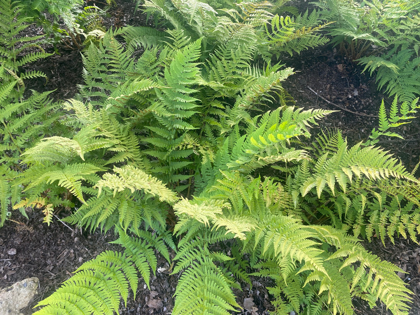 Niervaren - Dryopteris marginalis