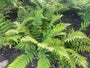 Niervaren - Dryopteris marginalis