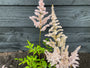 Pluimspirea (Licht roze) - Astilbe 'Peach Blossom'