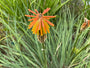 Biologisch Vuurpijl - Kniphofia uvaria