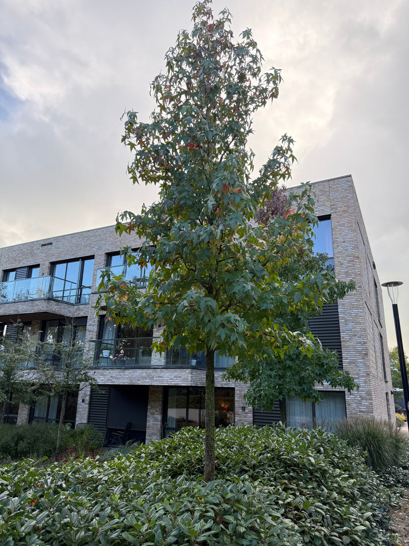 Amberboom (Hoogstam) - Liquidambar styraciflua