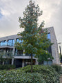 Amberboom (Hoogstam) - Liquidambar styraciflua