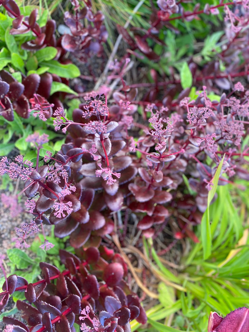 Hemelsleutel - Sedum seduction 'Cherry Chocolate'