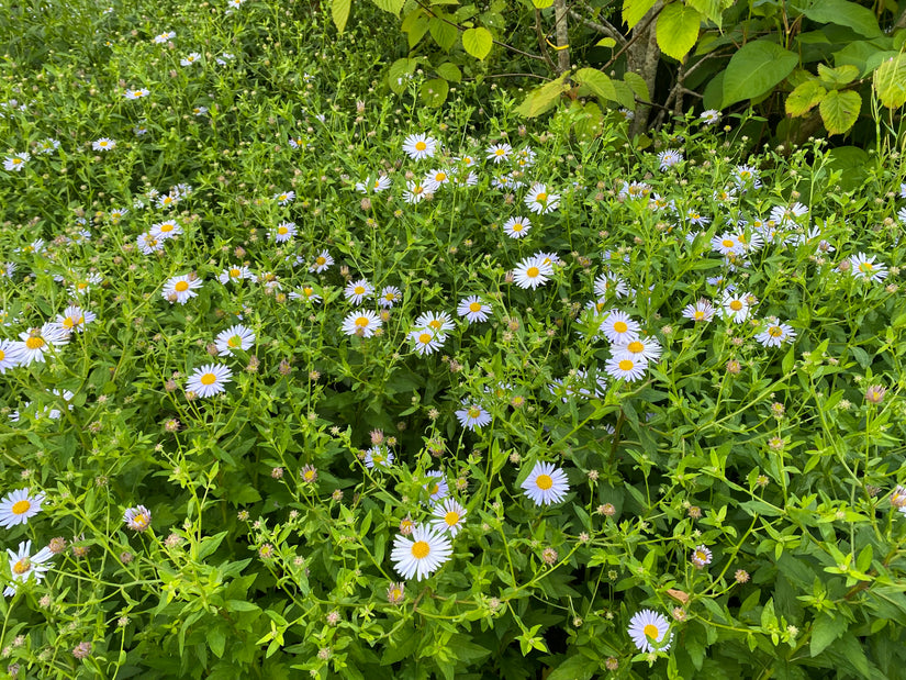 Biologisch Zomeraster (Wit) - Kalimeris incisa 'Alba'