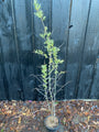 Duindoorn - Hippophae rhamnoides