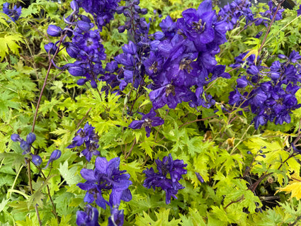Ridderspoor - Delphinium 'Black Knight'