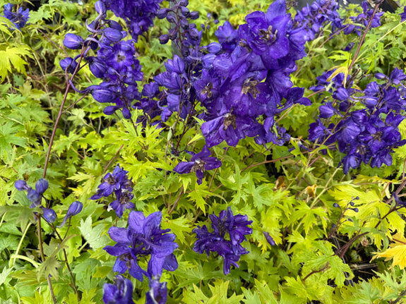 Ridderspoor - Delphinium 'Black Knight'