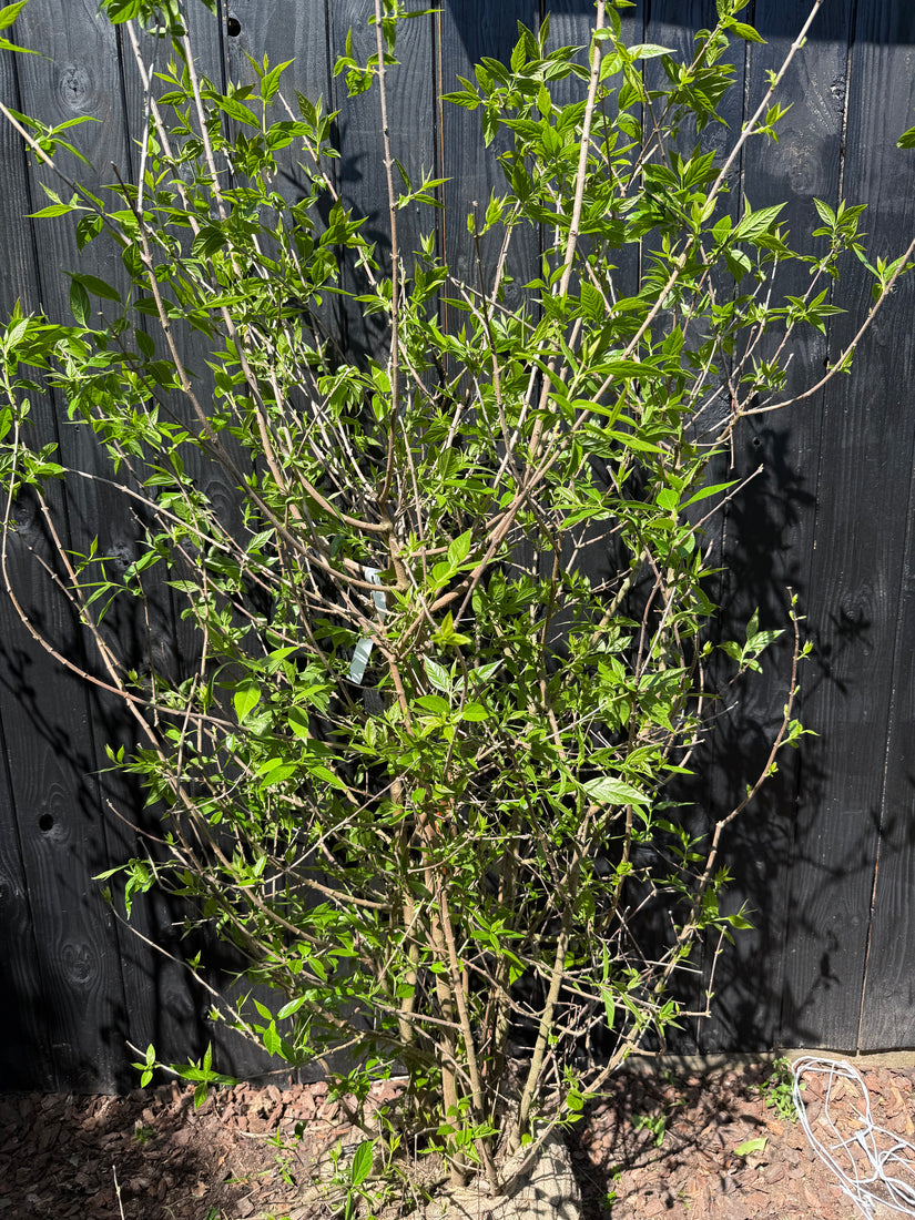 Meloenboompje - Chimonanthus praecox (Winterzoet)