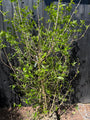 Meloenboompje - Chimonanthus praecox (Winterzoet)