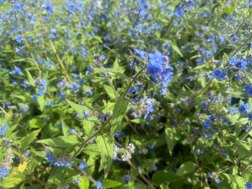 Overblijvende ossentong 'Pentaglottis sempervirens'