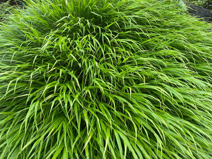 Japans siergras - Hakonechloa macra