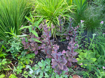 Hemelsleutel - Sedum seduction 'Cherry Chocolate'