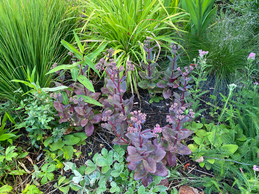 Hemelsleutel - Sedum seduction 'Cherry Chocolate'