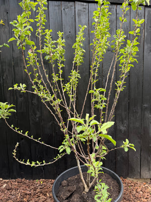 Meerstammige Appelboom - Malus domestica 'Elstar' - 175-200 cm