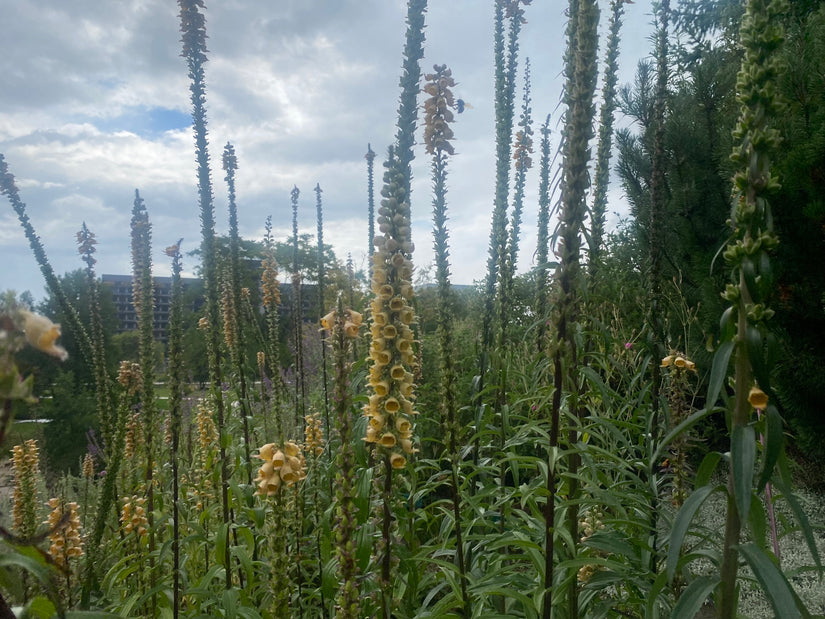 Vingerhoedskruid - Digitalis ferruginea