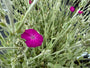 Prikneus - Lychnis coronaria