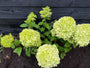 Pluimhortensia - Hydrangea paniculata 'Limelight'