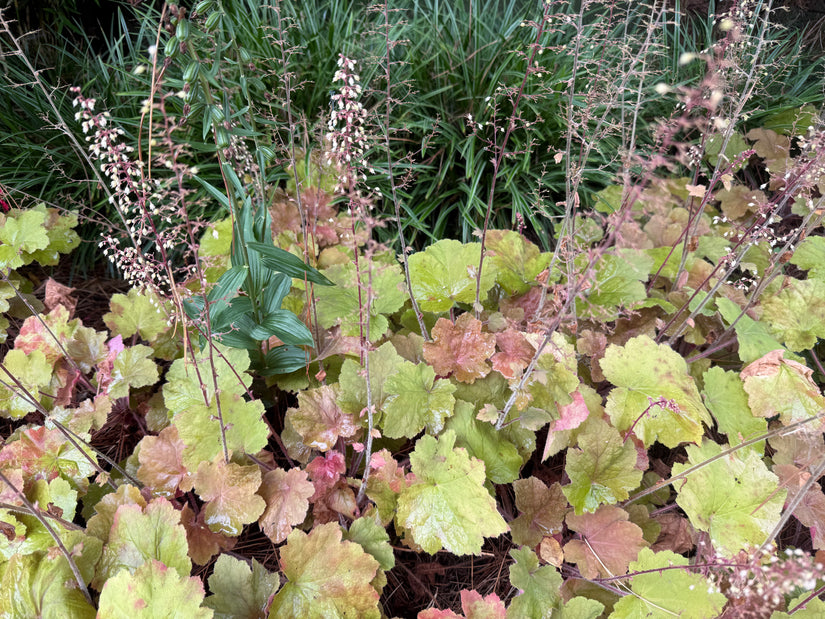 Purperklokje (Brons/Oranje) - Heuchera 'Caramel'