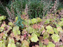 Purperklokje (Brons/Oranje) - Heuchera 'Caramel'