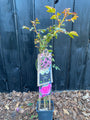 Roze Klimroos - Rosa (K) 'Pink Climber'