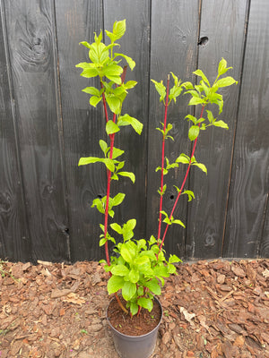 40-50 cm, C3