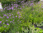 Biologisch IJzerhard (Hoge soort 150 cm) - Verbena Bonariensis