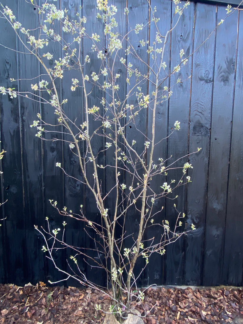 Biologische Meerstammige Krentenboompje - Amelanchier lamarckii
