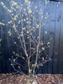 Biologische Meerstammige Krentenboompje - Amelanchier lamarckii