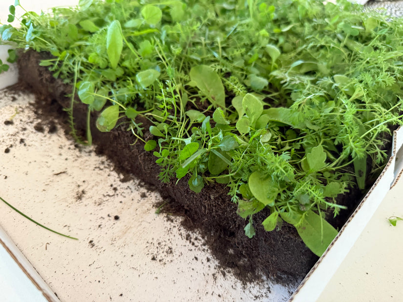 Inheemse bloemenmat - wintergroen en onderhoudsvrij - per m2