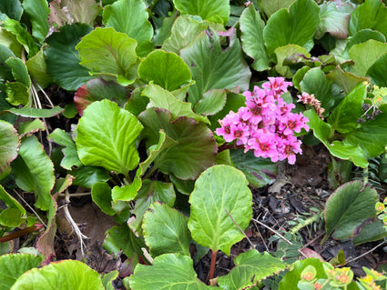 Biologisch Schoenlappersplant - Bergenia cordifolia