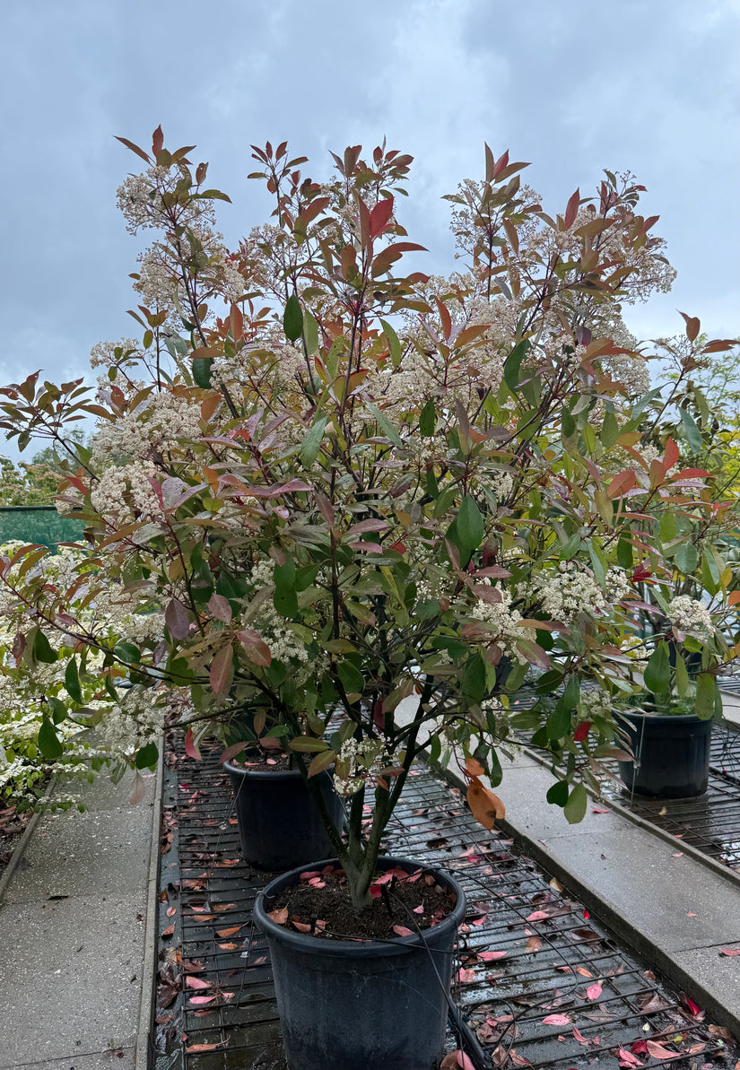 Glansmispel - Photinia x fraseri 'Red Robin'