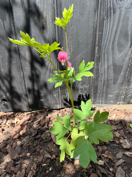 Gebroken hartje - Dicentra spectabilis