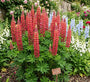 Biologische Lupine (Rood) - Lupinus 'My Castle'