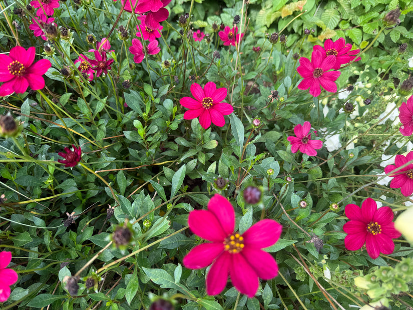 Chocolade Cosmea - Cosmos atrosanguineus