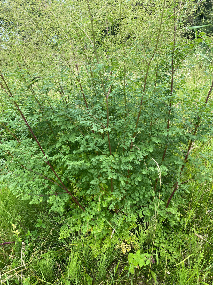 Biologisch Kleine Ruit - Thalictrum minus