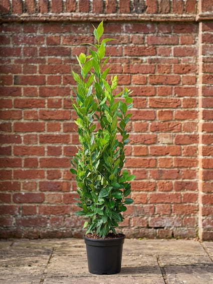 Echte laurier - Laurus nobilis