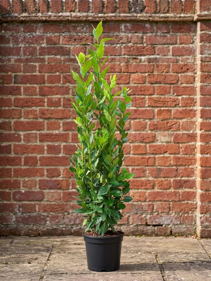 Echte laurier - Laurus nobilis